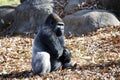 Gorilla