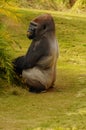 Gorilla