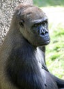Gorilla Royalty Free Stock Photo