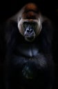 Gorilla Royalty Free Stock Photo