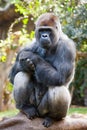 Gorilla Royalty Free Stock Photo