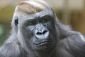 Gorilla Royalty Free Stock Photo