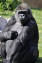 Gorilla 3 Royalty Free Stock Photo