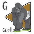 Male silverback gorilla is the leader of the gorilla\'s troop