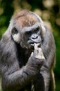 Gorilla Royalty Free Stock Photo