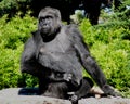 Gorilla