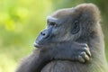 Old gorilla Royalty Free Stock Photo