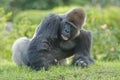 Male gorilla Royalty Free Stock Photo