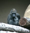Gorilla Royalty Free Stock Photo