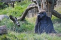 Gorilla London Zoo