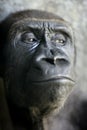 Gorilla ape close up portrait Royalty Free Stock Photo