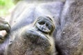 Gorilla ape monkey close up portrait Royalty Free Stock Photo