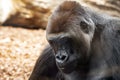 Gorilla ape mopnkey mammal portrait