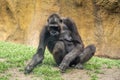 Gorilla ape mopnkey mammal portrait