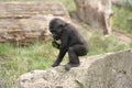 Gorilla baby