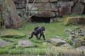 Gorilla and baby Royalty Free Stock Photo