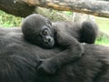 Gorilla baby Royalty Free Stock Photo