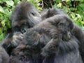 Gorilla and Baby Gorilla