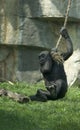 Gorilla Baby Having Fun Royalty Free Stock Photo