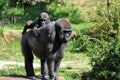Gorilla baby and mother Royalty Free Stock Photo