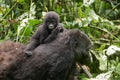 Gorilla Baby on mother`s back, mountain rainforest, Uganda Royalty Free Stock Photo