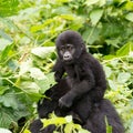Gorilla Baby on mum`s back in mountain rainforest of Bwindi Impenetrable Forest Nationalpark, Uganda Royalty Free Stock Photo