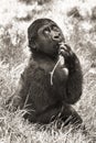 Gorilla baby (sepia)