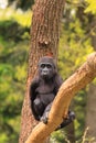 Gorilla baby in tree