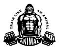 Gorilla with a barbell in his hands. Bodybuilding and fitness logo. Vector illustration. Royalty Free Stock Photo