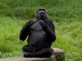 Gorilla beating chest Royalty Free Stock Photo