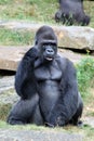 Gorilla Royalty Free Stock Photo