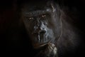 Gorilla black background