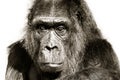 Gorilla black and white close portrait. Gorilla staring looking straight camera head detail portrait isolated white background Royalty Free Stock Photo