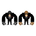 Gorilla bouncer. Big strong animal guard. Monkey in black suit b