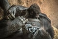 Gorilla breastfeeding its baby Royalty Free Stock Photo