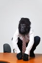 Gorilla businessman in shirt and tie sat on a desk
