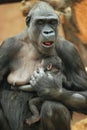 Gorilla care