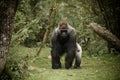 Gorilla Charging Camera