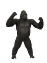 Gorilla chest thumping, monkey on white background