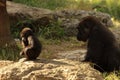 A gorilla child sits in meditation as his mother at sunset in the savannah