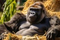 Gorilla chilling and having a good time