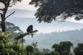 gorilla climbing tree, with view of misty mountain range