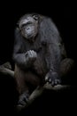 Gorilla Close up portrait on black monochrome portrait Royalty Free Stock Photo