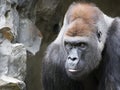 Gorilla, a close-up portrait Royalty Free Stock Photo