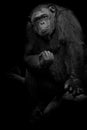 Gorilla Close up portrait isolated on black monochrome portrait Royalty Free Stock Photo
