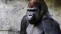 Gorilla Royalty Free Stock Photo