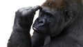 Gorilla Royalty Free Stock Photo