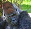 Gorilla constitute the eponymous genus Gorilla,the largest extant genus of primate