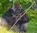 Gorilla constitute the eponymous genus Gorilla,the largest extant genus of primate