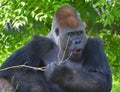 Gorilla constitute the eponymous genus Gorilla,the largest extant genus of primate